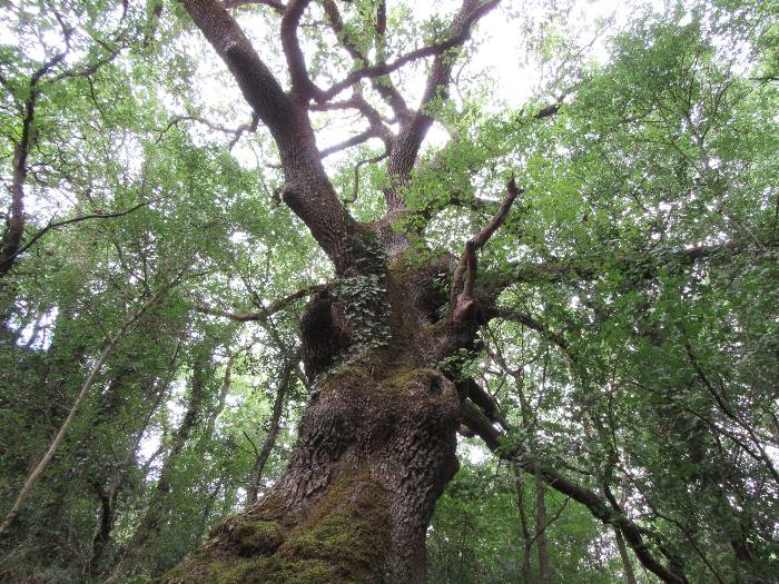 Arbre à la grotte de la Cancéreuse